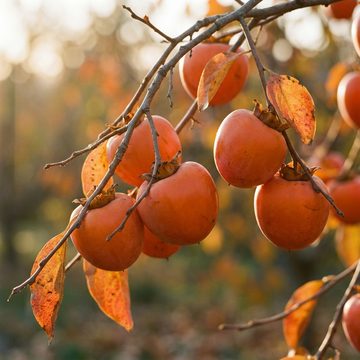 Ripe Japanese persimmons on the branch