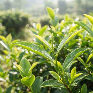 Fresh green tea leaves