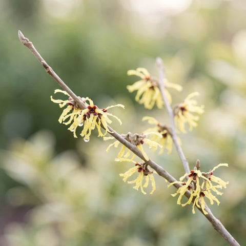 Witch hazel blossoms on a twig
